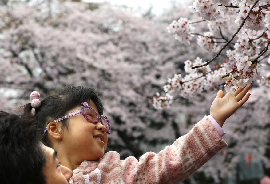 FILE - In this Sunday, April 3, 2016, photo, a girl is held as she looks at a cherry blossom in Ueno Park in Tokyo. Japan’s cherry blossoms, or “sakura” in Japanese, never cease to inspire. The gnarled trees bloom before they have leaves, their thin branches spilling over with delicate pink-white blossoms and nothing else. (AP Photo/Shizuo Kambayashi, File)