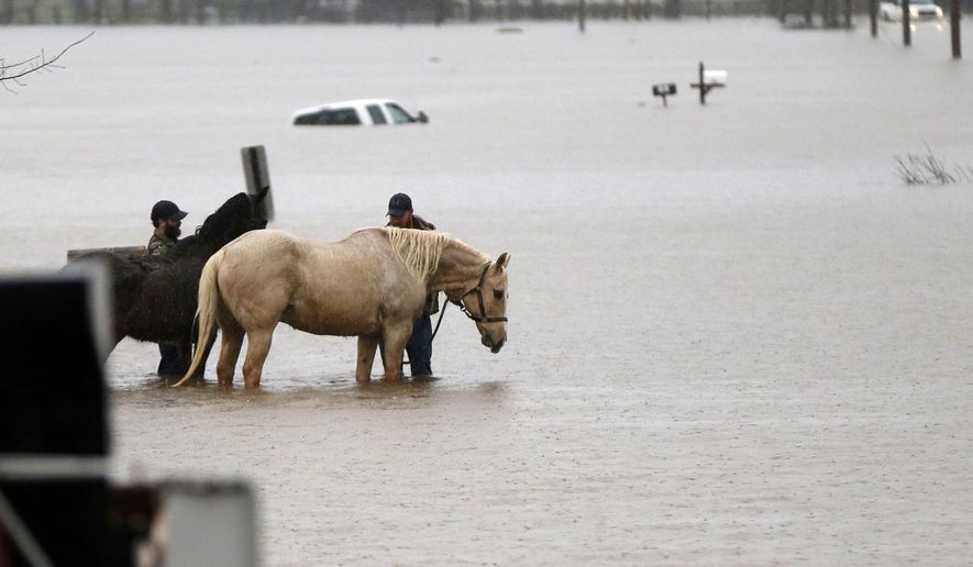 FILE - In this March 10, 2016 photo, two men secure two horses in rising floodwaters as a Bossier Parish Sheriff truck passes in Bossier Parish, La. An economist with the LSU AgCenter said agricultural losses from last month's flooding across Louisiana could top $15 million. (AP Photo/Gerald Herbert, File)