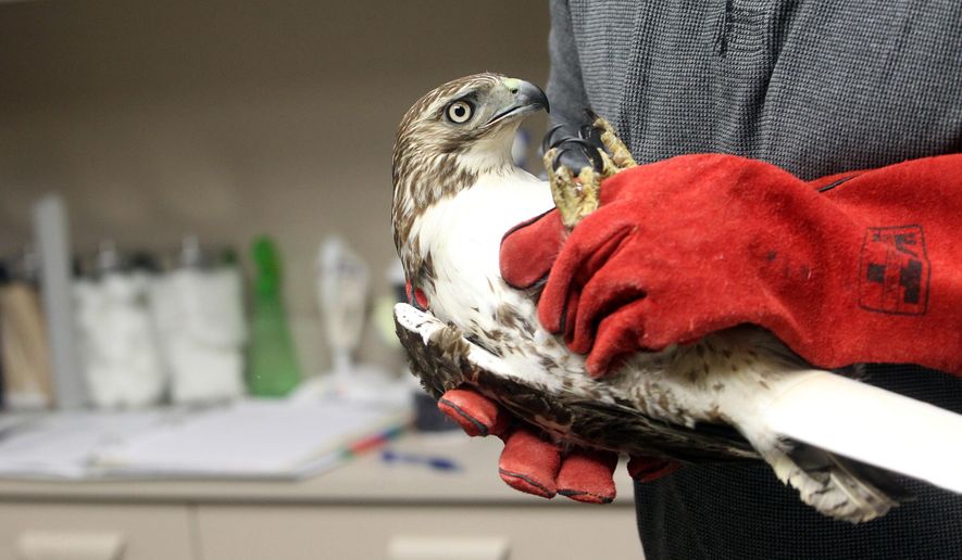 In this photo taken Friday, March 25, 2016, Luke Hart, executive director of the Raptor Advocacy, Rehabilitation, and Education (RARE) Group, carries a juvenile red-tailed hawk after x-raying its fractured humerus at Best Friends Veterinary Clinic in Iowa City, Iowa. (David Scrivner/Iowa City Press-Citizen via AP) NO SALES; MANDATORY CREDIT