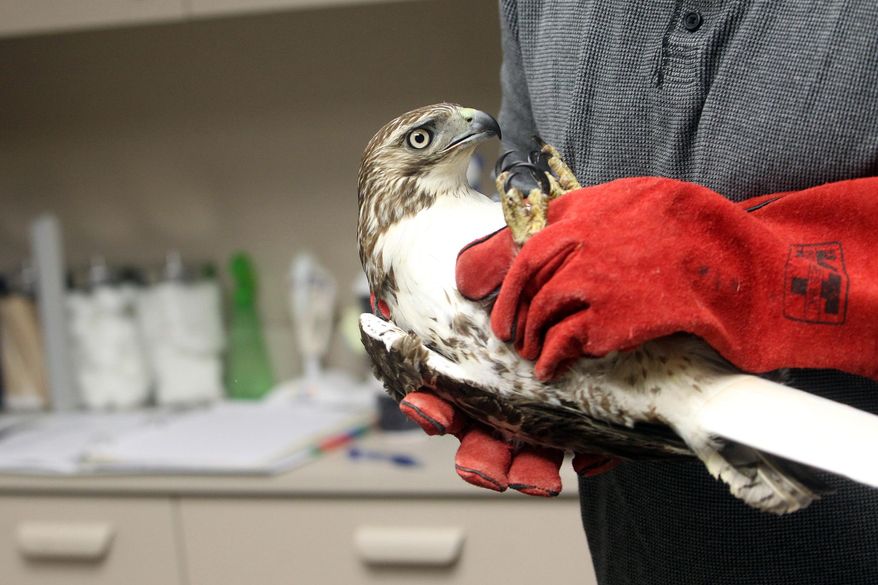 In this photo taken Friday, March 25, 2016, Luke Hart, executive director of the Raptor Advocacy, Rehabilitation, and Education (RARE) Group, carries a juvenile red-tailed hawk after x-raying its fractured humerus at Best Friends Veterinary Clinic in Iowa City, Iowa. (David Scrivner/Iowa City Press-Citizen via AP) NO SALES; MANDATORY CREDIT