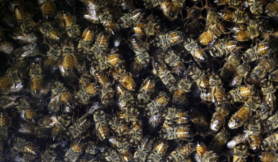FILE - In this Jan. 14, 2010, file photo, honey bees work during the Pennsylvania Farm Show and the Pennsylvania Farm Show and Expo Center in Harrisburg, Pa. Garden-care giant Ortho said Tuesday, April 12, 2016, it will stop using a class of chemicals widely believed to harm bees. (AP Photo/Carolyn Kaster, File)
