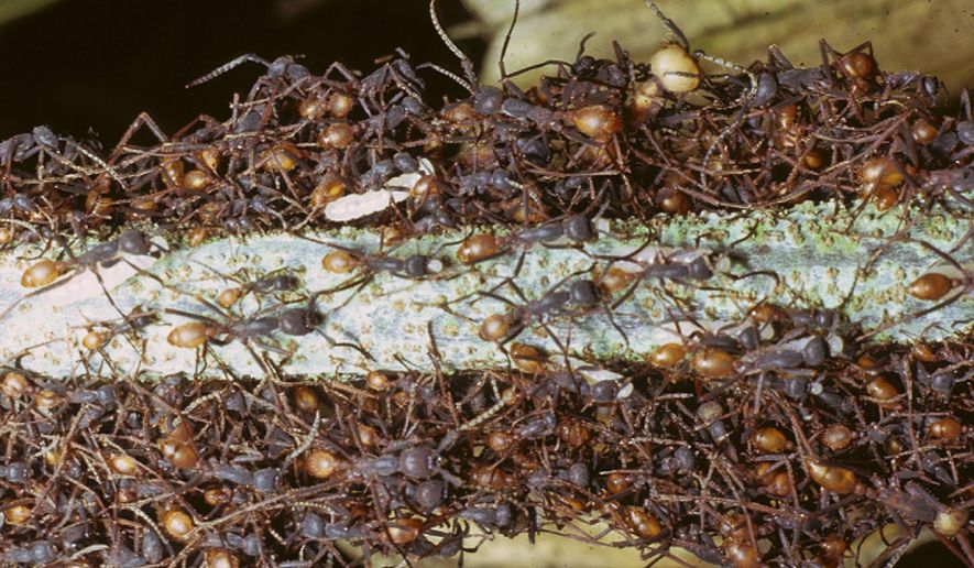 In this 1975 photo released by the University of Connecticut, army ants gather in a colony in Ecuador. In summer 2016, UConn will begin digitally cataloguing a collection of about 2 million preserved army ants and create an exhibit after receiving a $500,000 grant from the National Science Foundation. To celebrate, the school plans to install 4-foot replica ants on the side of the bioscience building on it's campus in Storrs, Conn. (Carl Rettenmeyer/University of Connecticut via AP)