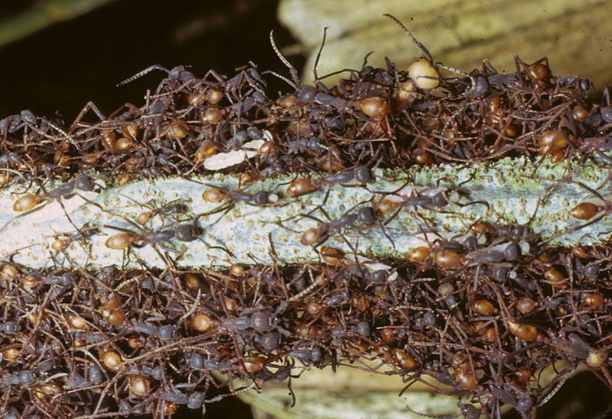 In this 1975 photo released by the University of Connecticut, army ants gather in a colony in Ecuador. In summer 2016, UConn will begin digitally cataloguing a collection of about 2 million preserved army ants and create an exhibit after receiving a $500,000 grant from the National Science Foundation. To celebrate, the school plans to install 4-foot replica ants on the side of the bioscience building on it's campus in Storrs, Conn. (Carl Rettenmeyer/University of Connecticut via AP)