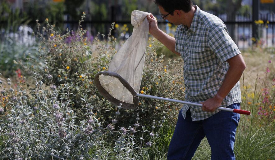 THIS STORY MAY NOT BE PUBLISHED, BROADCAST OR POSTED ONLINE BEFORE THURSDAY, APRIL 14, 2016, 12:01 A.M. PDT. - Dr. Brian Brown, Los Angeles' Natural History Museum's entomology curator captures insects on a butterfly net outside the Urban Nature Research Center in Los Angeles on Wednesday, April 13, 2016. BioSCAN is the world's largest urban biodiversity study. Millions of insects from in and around Los Angeles have, and continue to be, collected. Currently, BioSCAN is gearing up for Phase II of the project which will survey Los Angeles from ocean to desert. (AP Photo/Damian Dovarganes)