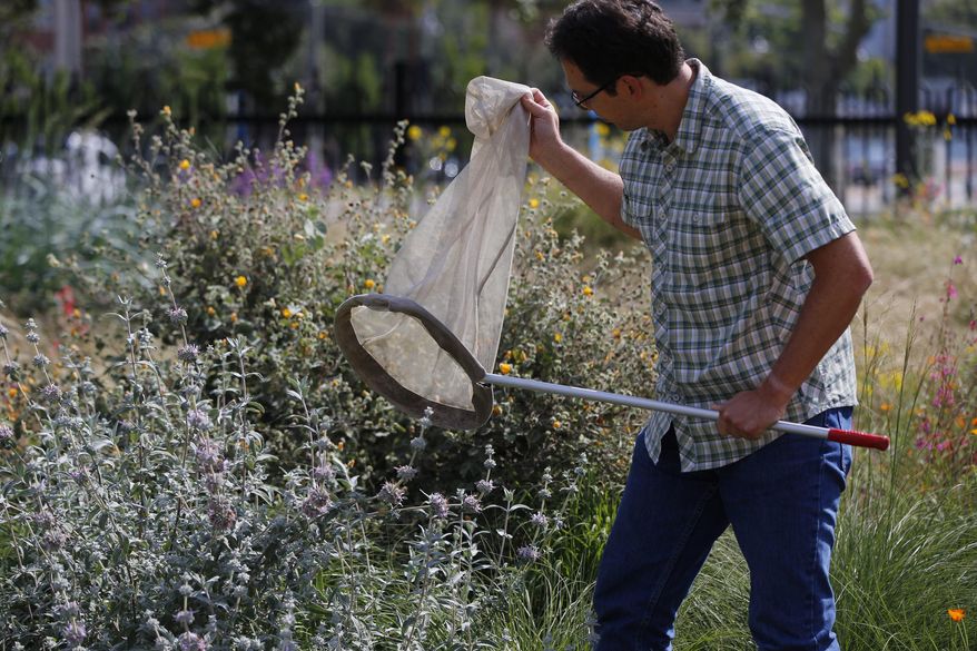 THIS STORY MAY NOT BE PUBLISHED, BROADCAST OR POSTED ONLINE BEFORE THURSDAY, APRIL 14, 2016, 12:01 A.M. PDT. - Dr. Brian Brown, Los Angeles' Natural History Museum's entomology curator captures insects on a butterfly net outside the Urban Nature Research Center in Los Angeles on Wednesday, April 13, 2016. BioSCAN is the world's largest urban biodiversity study. Millions of insects from in and around Los Angeles have, and continue to be, collected. Currently, BioSCAN is gearing up for Phase II of the project which will survey Los Angeles from ocean to desert. (AP Photo/Damian Dovarganes)