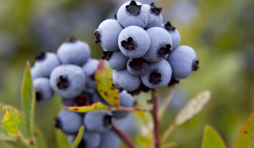 FILE - In this July 27, 2012 file photo, wild blueberries are ready for harvesting in Warren, Maine. The state's congressional delegation told the Associated Press on Thursday that The Dept. of Agriculture will buy up to 30 million pounds of blueberries to help stabilize prices and supply in one of Maine's signatures industries. The $13 million bailout could help spell the end of low prices to consumers on wild blueberries. (AP Photo/Robert F. Bukaty, File)