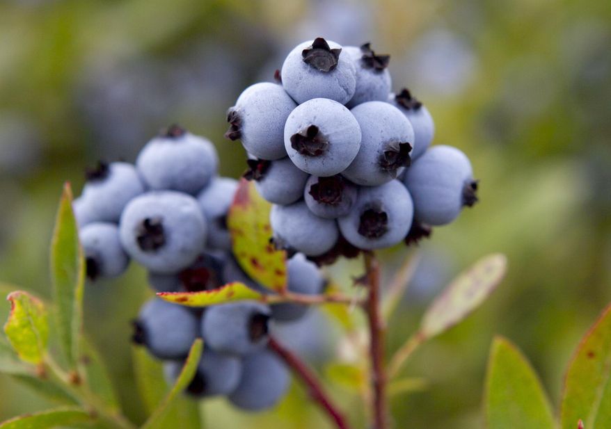 FILE - In this July 27, 2012 file photo, wild blueberries are ready for harvesting in Warren, Maine. The state's congressional delegation told the Associated Press on Thursday that The Dept. of Agriculture will buy up to 30 million pounds of blueberries to help stabilize prices and supply in one of Maine's signatures industries. The $13 million bailout could help spell the end of low prices to consumers on wild blueberries. (AP Photo/Robert F. Bukaty, File)