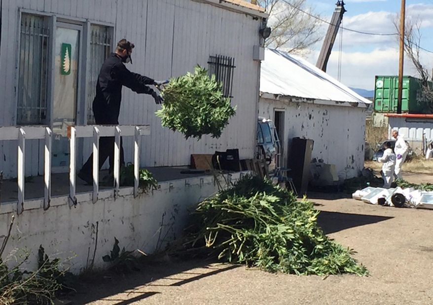 An investigator tosses marijuana plants outside an illegal grow operation in north Denver early Thursday, April 14, 2016. Investigators have raided several homes and warehouses throughout the Denver area as part of a multi-state investigation into the illegal distribution of marijuana outside Colorado. (AP Photo/Sadie Gurman)