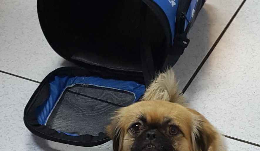 In this Thursday, April 14, 2016 photo, provided by the U.S. Customs and Border Protection, CPB, shows a dog that was rescued along with a group of 8 Cuban migrants from Mona Island, Puerto Rico. Officials say that a young child was part of the group and that the federal agency is temporarily caring for the dog. (U.S. Customs and Border Protection via AP)