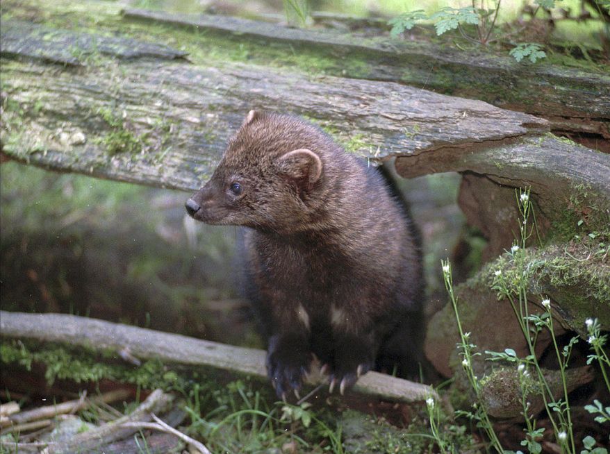FILE - This April 29, 1998 file photo shows a female fisher at the Northwest Trek wildlife park near Eatonville, Wash. The U.S. Fish and Wildlife Service on Thursday, April 14, 2016 announced that West Coast population of fishers, dark brown forest-dwelling mammals that are a member of the weasel family, will not be listed under the Endangered Species Act. (AP Photo/Louie Balukoff, File)