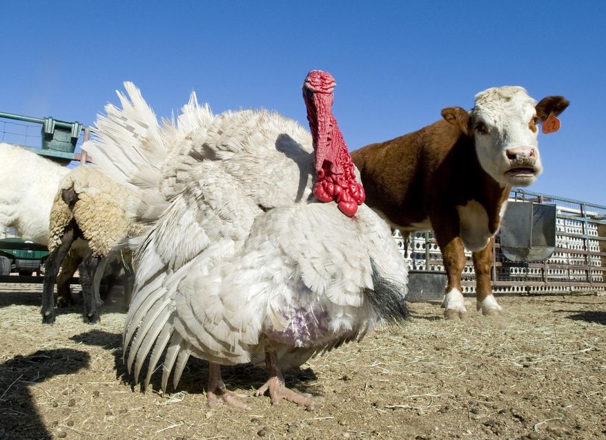 In this Monday, April 18, 2016 photo, Tim the turkey, center, stands next to a cow at the Orange High School farm in Orange, Calif., after it was returned to the school, as it went missing over the weekend. (Sam Gangwer/The Orange County Register via AP) MANDATORY CREDIT