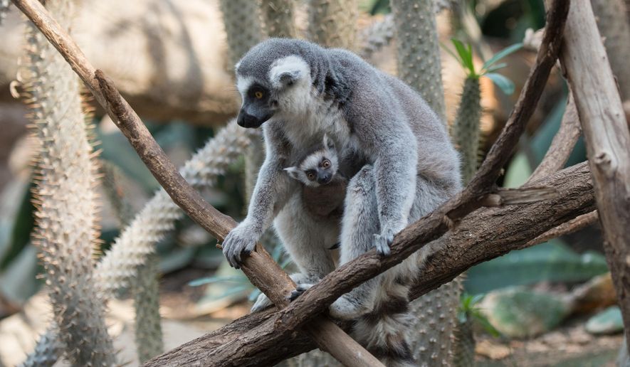 In this April 2016 photo provided by the Wildlife Conservation Society, a ring-tailed lemur and her baby sit on a tree branch at the Bronx Zoo in the Bronx borough of New York. The zoo is showing off three baby lemurs. Two are ring-tailed and one is a brown collared lemur. (Wildlife Conservation Society/Julie Larsen Maher via AP)