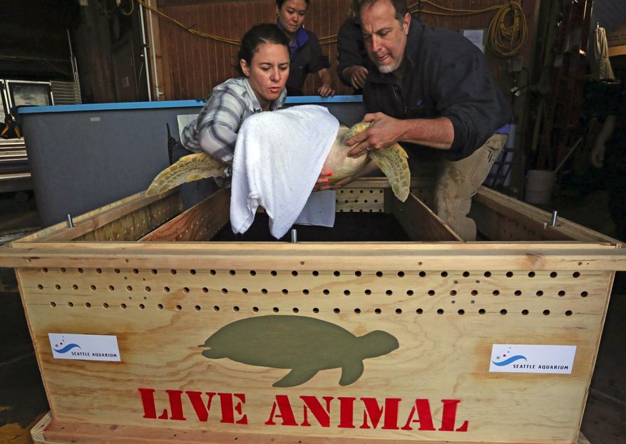 His head covered to reduce stress, Tucker the Turtle is moved from his quarantine tank at the Seattle Aquarium by Dr. Lesanna Lahner and biologist Joel Hollander on Thursday, April 21, 2016 in Seattle. Biologist Amy Green, rear, will accompany Tucker on the U.S. Coast Guard flight to San Diego. The aquarium built the crate for the flight. (Alan Berner/The Seattle Times via AP) SEATTLE OUT; USA TODAY OUT; MAGS OUT; TELEVISION OUT; NO SALES; MANDATORY CREDIT TO BOTH THE SEATTLE TIMES AND THE PHOTOGRAPHER