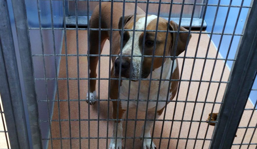 This photo provided by the San Diego County Department of Animal Services shows a male American Staffordshire terrier-mix named Polo, in their custody after it mauled to death a 3-day-old boy, police said Friday, April 22, 2016. The parents were in bed watching TV with their newborn son and dog Thursday night when the mother coughed. The coughing startled the dog and it unexpectedly bit the baby, Sgt. Tu Nguyen said. (San Diego County Department of Animal Services via AP)