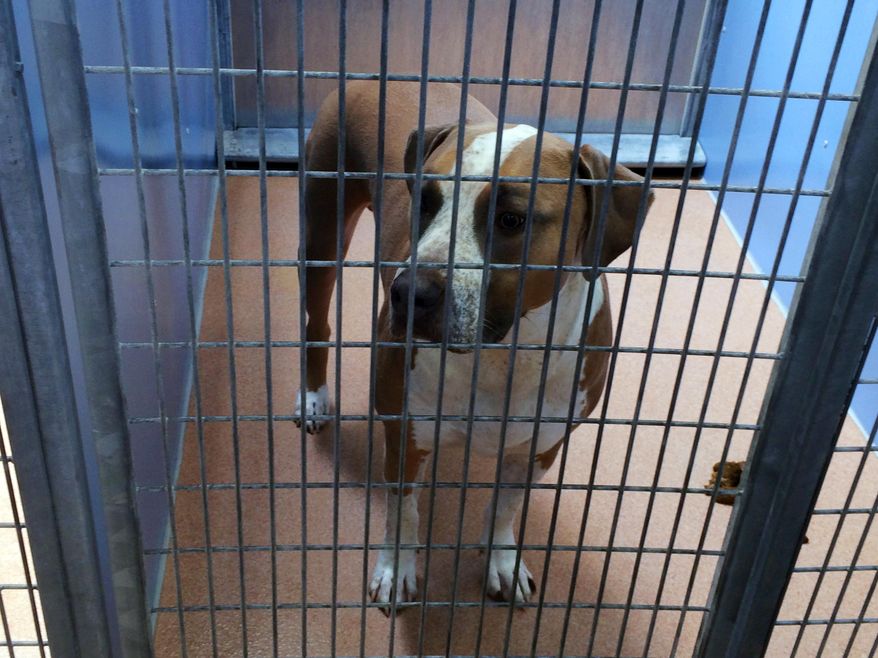 This photo provided by the San Diego County Department of Animal Services shows a male American Staffordshire terrier-mix named Polo, in their custody after it mauled to death a 3-day-old boy, police said Friday, April 22, 2016. The parents were in bed watching TV with their newborn son and dog Thursday night when the mother coughed. The coughing startled the dog and it unexpectedly bit the baby, Sgt. Tu Nguyen said. (San Diego County Department of Animal Services via AP)