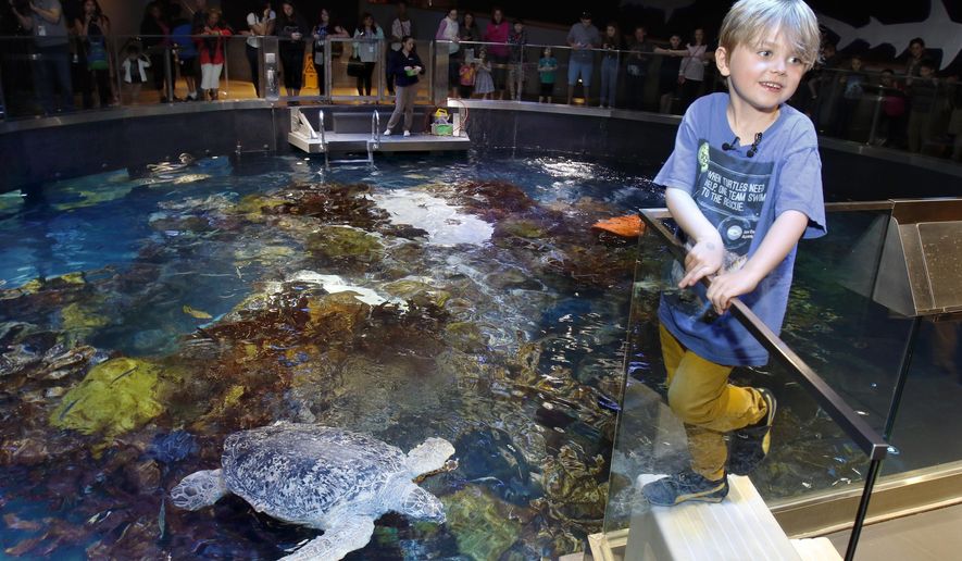 Jasper Rose, of Watertown, Mass., stands near Myrtle, a green sea turtle swimming in the main tank at the New England Aquarium Friday, April 22, 2016, in Boston. The 6-year-old's love of sea turtles prompted him to skip his birthday gifts and instead asked for money to donate for sea turtle rescue efforts. He has so far raised $550. (AP Photo/Bill Sikes)