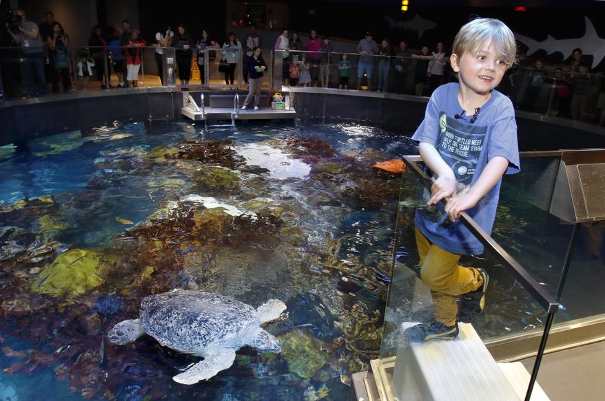 Jasper Rose, of Watertown, Mass., stands near Myrtle, a green sea turtle swimming in the main tank at the New England Aquarium Friday, April 22, 2016, in Boston. The 6-year-old's love of sea turtles prompted him to skip his birthday gifts and instead asked for money to donate for sea turtle rescue efforts. He has so far raised $550. (AP Photo/Bill Sikes)