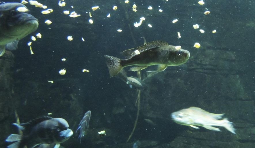 In this March 15, 2016, photo, freshwater fish feed in the River Journey building at the Tennessee Aquarium in Chattanooga, Tenn. The aquarium's conservation institute is expanding its efforts to protect the endangered freshwater animals of the southeastern U.S. (AP Photo/Travis Loller)