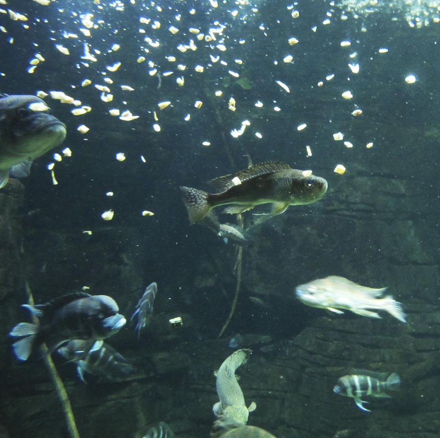 In this March 15, 2016, photo, freshwater fish feed in the River Journey building at the Tennessee Aquarium in Chattanooga, Tenn. The aquarium's conservation institute is expanding its efforts to protect the endangered freshwater animals of the southeastern U.S. (AP Photo/Travis Loller)