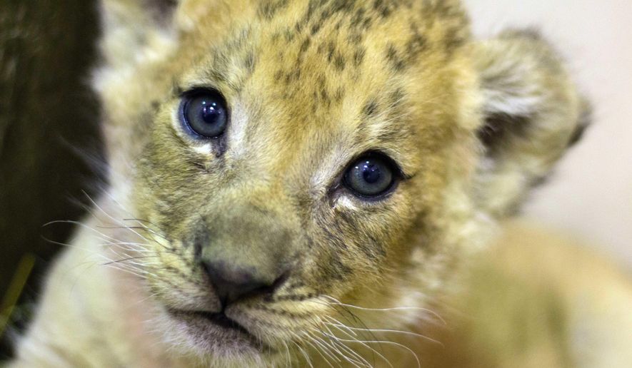 In this undated photo provided by the Buffalo Zoo, a nearly eight-week-old lion cub born at the zoo looks into the camera, in Buffalo, N.Y. The cub is the first cub to be born at the zoo in 25 years. (The Buffalo Zoo via AP)