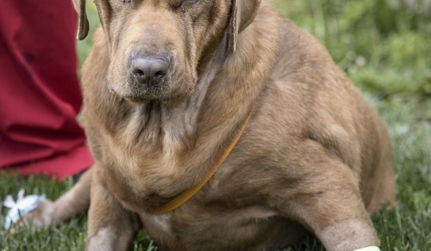 Bear, a Labrador mix, rests outside the University of Illinois Veterinary Teaching Hospital Small Animal Clinic in Urbana, Ill., Wednesday, April 27, 2016. Bear was found April 20 found tied to a bridge and with his mouth taped closed in rural eastern Illinois. A veterinarian said Wednesday the dog is starting to show signs that he will recover from a long list of injuries someone inflicted on him. (Rick Danzl/The News-Gazette via AP) MANDATORY CREDIT