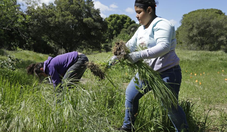 In this photo taken on Tuesday, March 22, 2016, Antioch High School freshman Matilde Roblero, right, removes invasive plant species from the Antioch Dunes National Wildlife Refuge in Antioch, Calif. In the latest incarnation of vocational education programs that once prepared young people not bound for college for skilled trades, the federal government and states like California are betting big that connecting high school studies to the increasingly technical knowledge required in fields such as manufacturing, agriculture and information technology will get more students to graduate, go on to complete at least some college and find well-paying jobs. (AP Photo/Ben Margot)