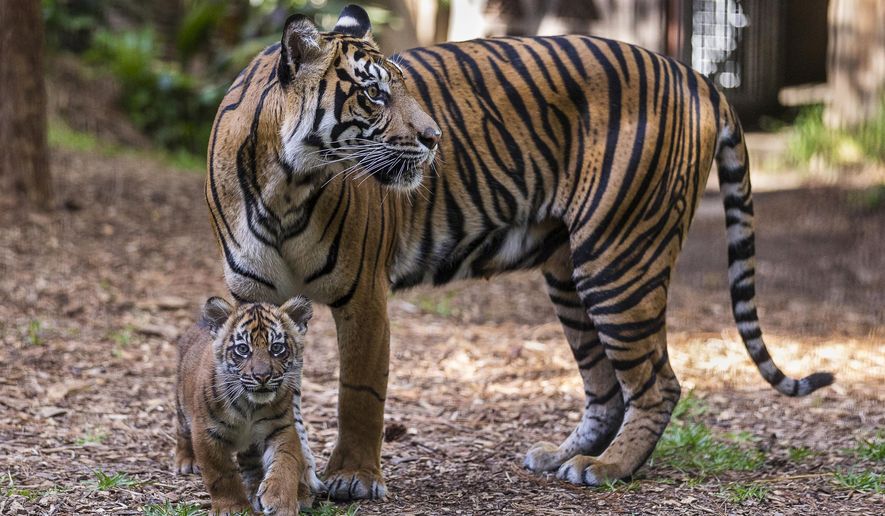 In this Tuesday, April 26, 2016 photo provided by the San Diego Zoo Safari Park, adult Sumatran tiger Joanne and her cub make a public debut in the maternity exhibit at Tull Family Tiger Trail at San Diego Zoo Safari Park in Escondido, Calif. Visitors got their first glimpses Tuesday of multiple cubs as they romped and munched on plants in their habitat. (Ken Bohn/San Diego Zoo Safari Park via AP) MANDATORY CREDIT
