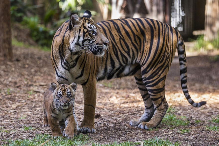 In this Tuesday, April 26, 2016 photo provided by the San Diego Zoo Safari Park, adult Sumatran tiger Joanne and her cub make a public debut in the maternity exhibit at Tull Family Tiger Trail at San Diego Zoo Safari Park in Escondido, Calif. Visitors got their first glimpses Tuesday of multiple cubs as they romped and munched on plants in their habitat. (Ken Bohn/San Diego Zoo Safari Park via AP) MANDATORY CREDIT