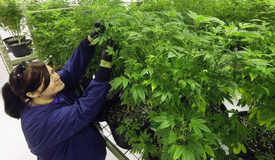 Ashley Thompson inspects marijuana plants at the Ataraxia medical marijuana cultivation center in Albion, Illinois. (Associated Press)