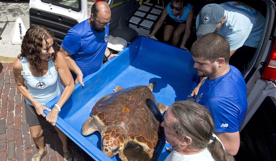 In this photo provided by the Florida Keys News Bureau, staff from the Florida Keys-based Turtle Hospital unload a 200-pound loggerhead sea turtle named "Hunter" at the Key West Aquarium Wednesday, April 27, 2016, in Key West, Fla. The reptile, treated for lockjaw and embedded fishhooks, is to remain at the aquarium while it convalesces with hopes it can be eventually released back into the wild. (Rob O'Neal/Florida Keys News Bureau via AP)