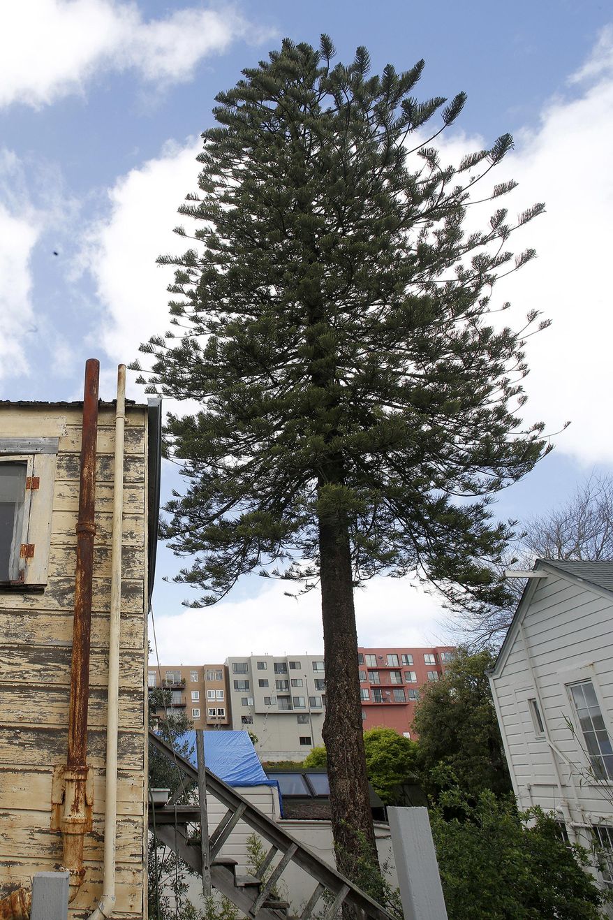 In this photo taken March 22, 2016, a disputed 100-foot pine tree stands in the Inner Richmond district in San Francisco. San Francisco&#39;s board of supervisors will vote Tuesday, May 3, 2016, to grant landmark status to a Norfolk pine hybrid despite it being on private property and the owner not wanting it. Neighbors rallied for a year to save the tree from death. (Liz Hafalia/San Francisco Chronicle via AP)  MANDATORY CREDIT PHOTOG &amp;amp; CHRONICLE; MAGS OUT; NO SALES