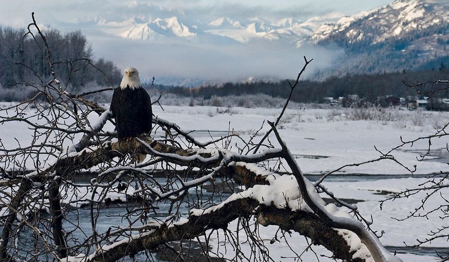 In this undated photo provided the American Bald Eagle Foundation, a bald eagle perches on a tree branch along the Chilkat River within the Alaska Chilkat Bald Eagle Preserve outside Haines, Alaska. The preserve is about 10 miles downstream from a copper and zinc prospect that could someday be developed into a hard rock mine. Critics say a spill from mining operations could harm salmon in the rivers of the preserve, where up to 4,000 eagles gather each winter to feed on the fish after they spawn. (Cheryl McRoberts/American Bald Eagle Foundation via AP)