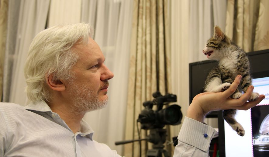 This is an undated handout photo issued by Sunshine Press made available Tuesday May 10, 2016, of WikiLeaks founder Julian Assange with a kitten in Ecuador&#39;s embassy in London. (Sunshine Press/Wikileaks via AP)