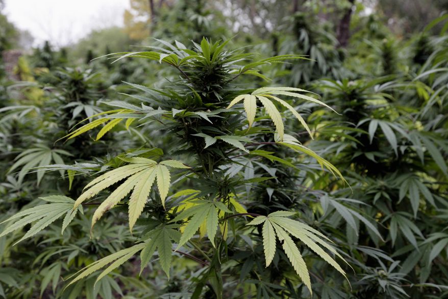 Marijuana plants are seen in Chicago where officers say they discovered two football fields worth of pot plants growing on the city&#x27;s South Side. (Associated Press) ** FILE **