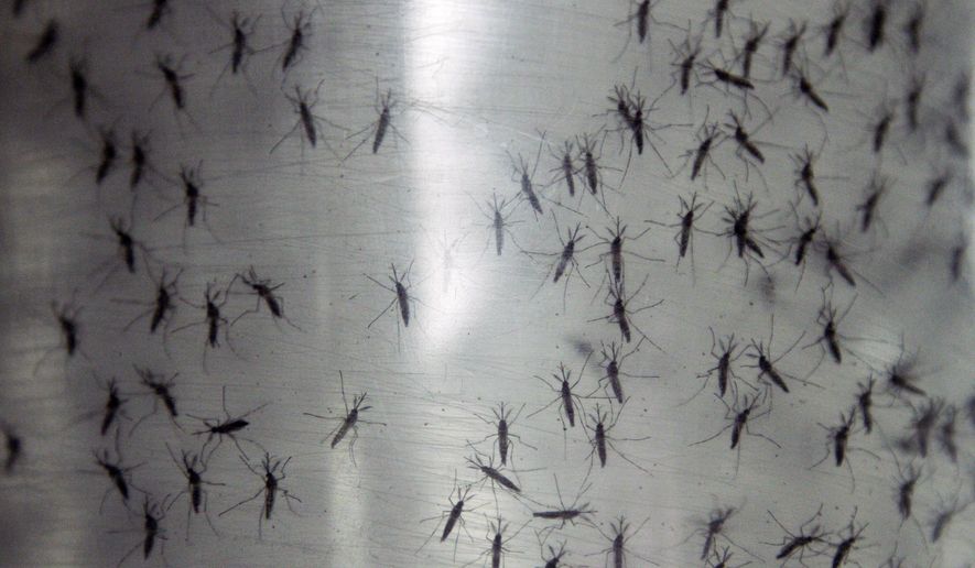 FILE- In this Sept. 25, 2014 file photo, containers hold genetically modified aedes aegypti mosquitoes before being released in Panama City, Panama. The U.S. Food and Drug Administration is considering whether the biotech firm Oxitec should test its lab-bred mosquitoes near Key West. The public has until midnight Friday, May 13, 2016 to weigh in on a plan to release genetically modified mosquitoes in Florida. (AP Photo/Arnulfo Franco, File)
