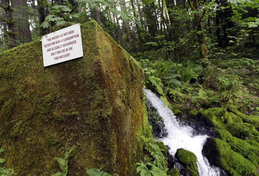 In this Thursday, May 5, 2016 photo, spring water from Little Herman Creek pours out of the hillside in Cascade Locks, Ore. A proposal for Nestle to build a water bottling plant in Cascade Locks, Oregon, is set to be one of the most heated battles in the state’s May 17 primary. The plan has divided the town in the Columbia River Gorge, which has a 19-percent unemployment rate. (AP Photo/Don Ryan)