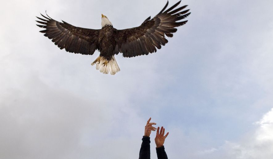 Craighead Beringia South biologist Bryan Bedrosian releases one of several eagles he's equipped with tracking devices back into the wild on Dec. 1, 2009 on the National Elk Refuge near Jackson, Wyo. (Bradley J. Boner/Jackson Hole News & Guide via AP) **FILE**