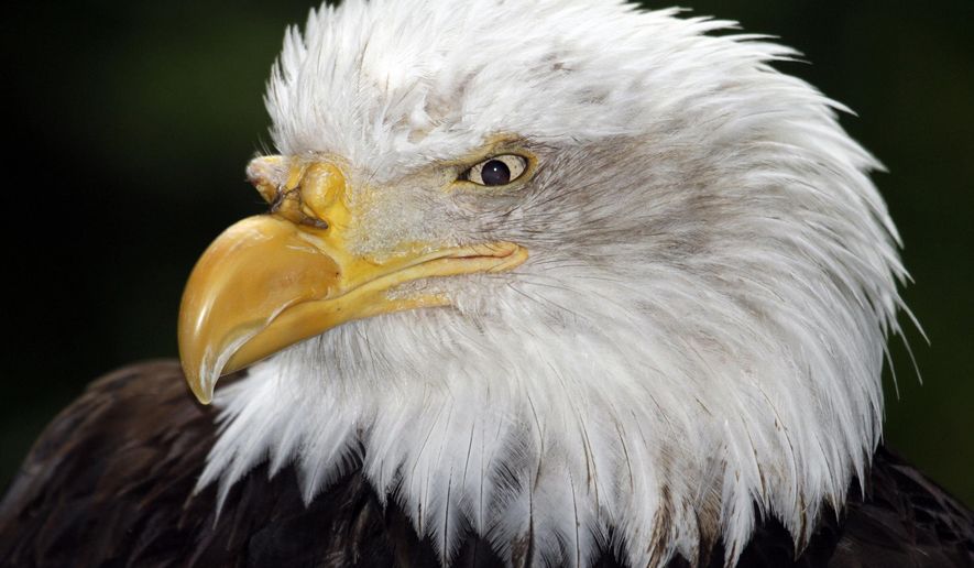FILE - In this Aug. 4, 2010, file photo, an American bald eagle casts looks out, at the Oregon Zoo in Portland, Ore. The head of the Wyoming Department of Game and Fish says his agency is considering whether it believes the Northern Arapaho Tribe would have to get state permission to kill bald eagles off the Wind River Reservation. The U.S. Fish and Wildlife Service is dropping its appeal of a judge's decision to allow members of an American Indian tribe to kill bald eagles for religious purposes on its reservation in central Wyoming. The federal agency on Friday, May 13, 2016, filed notice with a federal appeals court in Denver that it won't continue its appeal of last year's decision by U.S. District Judge Alan B. Johnson of Cheyenne. (AP Photo/Don Ryan, File)