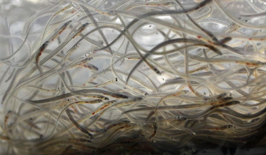 FILE - In this May 19, 2015, file photo, baby eels, known as elvers, swim in a plastic bag at a buyer's holding facility in Portland, Maine. The nation’s biggest producer of valuable baby eels is nearing the close of a much more productive harvesting season. The state’s baby eels are a major fishery because they are prized by aquaculture companies and demand for them is high. Fishermen in Maine, the only state with a significant elver fishery, are allowed to catch about 9,700 pounds of the elvers every spring. (AP Photo/Robert F. Bukaty, File)