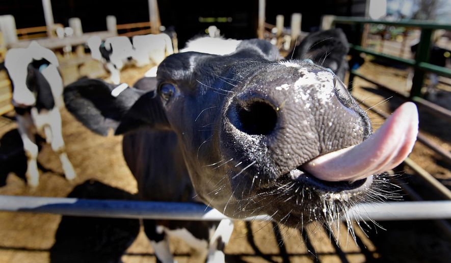 FOR RELEASE SATURDAY, MAY 14, 2016, AT 12:01 A.M. CDT.-A young cow shows curiosity towards visitors on the Schmitt family farm Wednesday, May 4, 2016 near Rice, Minn. The Schmitts will host the area's first Farm Camp for children from Central Minnesota July 26. The camp is designed to introduce children in third through sixth grade to various aspects of farm operations. (Dave Schwarz/St. Cloud Times via AP)