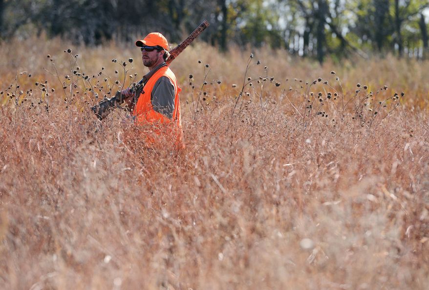In this Oct 17, 2015, photo, Tyler Garry walks through a slough while hunting for pheasants near Salem, S.D. South Dakota saw an increase in pheasant hunters in 2015, but they didn't harvest as many birds as state biologists expected. (Elisha Page/The Argus Leader via AP) NO SALES; MANDATORY CREDIT