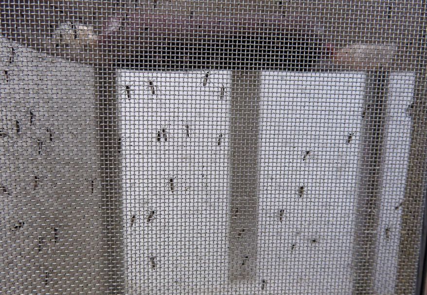 FILE - In this Feb. 24, 2016 file photo, Aedes aegypti mosquitos are bred for Zika related testing at the dengue lab run by the Centers for Disease Control and Prevention (CDC) in San Juan, Puerto Rico. Puerto Rico on Friday, May 13, 2016 announced its first Zika-related microcephaly case as concerns grow over an outbreak of the mosquito-borne virus in the U.S. territory. (AP Photo/Danica Coto, File)