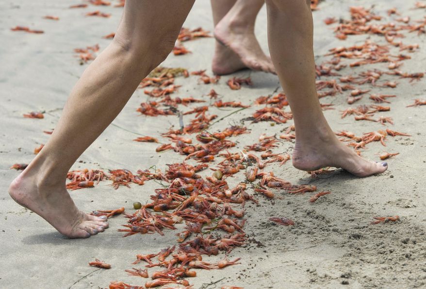 Sylvie Bergeron, of San Diego and her sister Line Bergeron, of Quebec, walk over tuna crabs that washed up onto the beach at Shaw's Cove in Laguna Beach, Calif. Friday, May 13, 2016 . Pelagic red crabs are usually found off Baja California but currents that are part of the El Nino weather pattern are sweeping them north. (Kevin Sullivan/The Orange County Register via AP) MAGS OUT; LOS ANGELES TIMES OUT; MANDATORY CREDIT