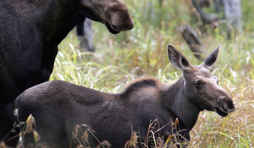 This photo taken Aug. 21, 2010 shows a moose calf in Franconia, N.H. In the battle between ticks and moose, the blood-sucking insects seem to have the upper hand. (AP Photo/Jim Cole)