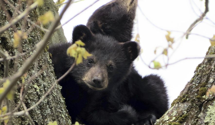 In this photo provided by Paul N. DeMeo, bear cubs sit in a tree Monday, May 16, 2016, in Gardner, Mass. Environmental workers rescued the cubs after their mother died after being electrocuted by a transformer on Sunday. Wildlife officials said the cubs are in good health. (Paul N. DeMeo via AP) MANDATORY CREDIT