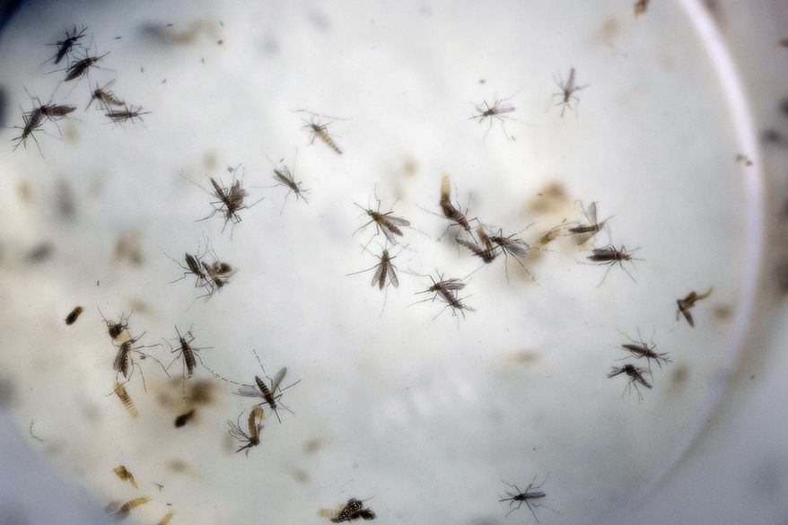 FILE - In this Feb. 11, 2016 file photo of aedes aegypti mosquitoes are seen in a mosquito cage at a laboratory in Cucuta, Colombia. Congress is ready to act on President Barack Obama’s long-stalled request for emergency funds to combat the Zika virus, which has been linked to serious birth defects and other major health problems. Obama requested $1.9 billion three months ago for several purposes, including creating a vaccine for the disease, taking steps to control the mosquitoes that spread Zika and helping other countries battle the virus. (AP Photo/Ricardo Mazalan, File)