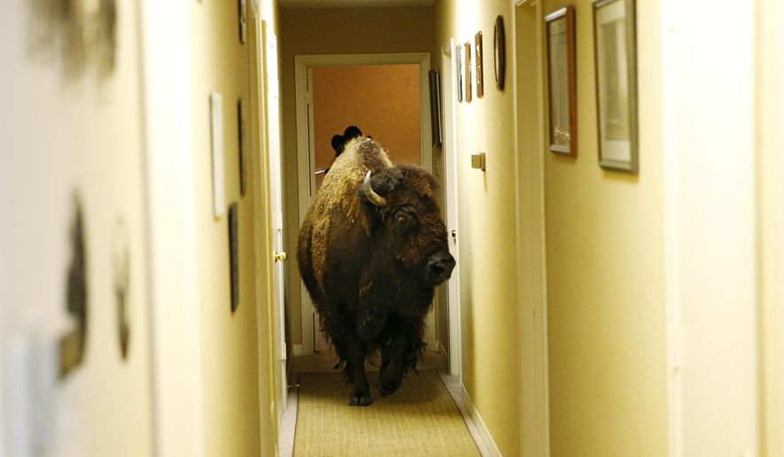 Bullet, a bison, walks through the hallway of her owner Karen Schoeve's home in Argyle, Texas on Friday, May 13, 2016. Bullet the bison was transported Saturday, May 14, 2016, from Schoeve's home in Argyle to her new home, a pasture which she will share with two cows, 15 miles away in Flower Mound. (Vernon Bryant/The Dallas Morning News via AP) MANDATORY CREDIT, NO SALES, MAGS OUT, TV OUT, INTERNET USE BY AP MEMBERS ONLY