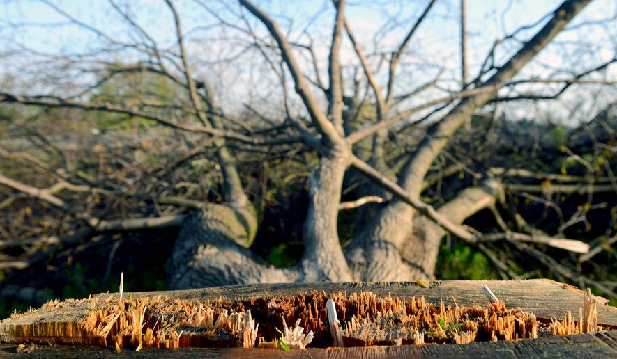 In a Friday, May 13, 2016 photo, trees that were felled in late March at the Red Cedar development property have been laying on the ground since because the ground has been too soggy to clean them up. The trees were taken down by the county drain commissioner and the developer to protect against nesting by the Indiana Brown Bat, an endangered species. (Dave Wasinger/Lansing State Journal via AP) NO SALES; MANDATORY CREDIT