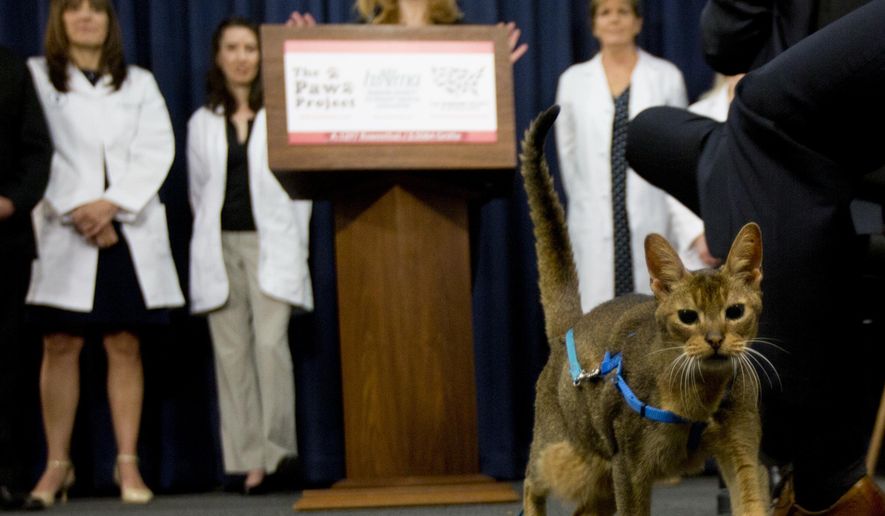 A cat named Rubio walks in front of the podium during a news conference on Tuesday, May 17, 2016, in Albany, N.Y. New York would be the first state to ban the declawing under a legislative proposal that has divided veterinarians. (AP Photo/Mike Groll)