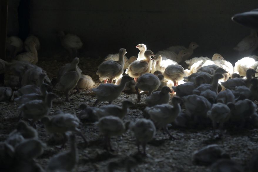 FILE - In this Aug. 10, 2015 file photo, turkeys stand in a barn on a turkey farm in Manson, Iowa. A government wildlife researcher says he's found that rabbits and skunks can become infected with the bird flu virus and shed it enough to infect ducks, evidence that small mammals could contribute to the spread of bird flu on farms. (AP Photo/Charlie Neibergall File)